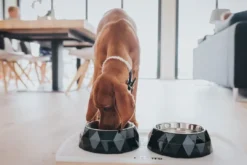 Discount Melamine skål Kimberley sort 160 ml Hundeskåle Til Mad Og Drikke Der Passer Til Din Hunds Behov|Hundeskåle Til Hvalpe - Praktisk, Sikker Og Nem Spisetid