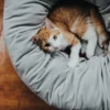 Hot Miranda donut seng Ø 50 cm Lysegrå Killingesenge Og Afslapningspladser - Trygge Hvilepladser Til Små Katte|Hundesenge Og Kurve Til Hunde - Bløde Og Komfortable