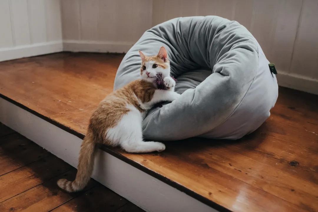 Hot Miranda donut seng Ø 50 cm Lysegrå Killingesenge Og Afslapningspladser - Trygge Hvilepladser Til Små Katte|Hundesenge Og Kurve Til Hunde - Bløde Og Komfortable