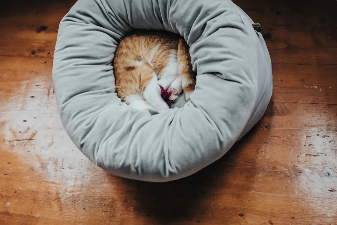 Hot Miranda donut seng Ø 50 cm Lysegrå Killingesenge Og Afslapningspladser - Trygge Hvilepladser Til Små Katte|Hundesenge Og Kurve Til Hunde - Bløde Og Komfortable