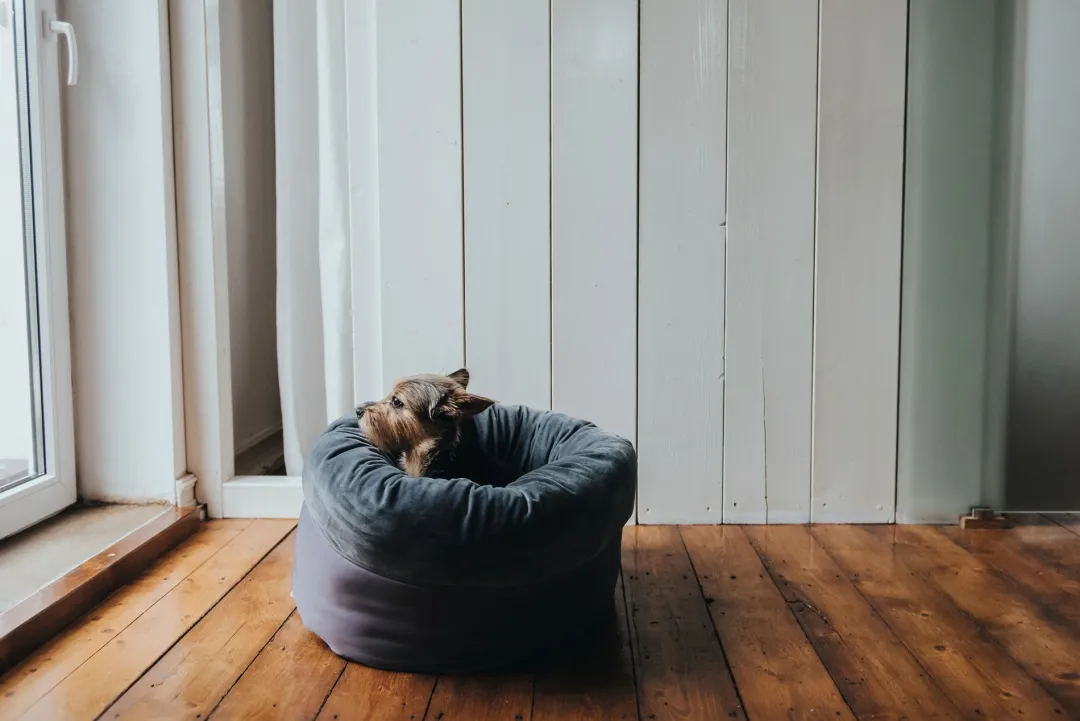 Sale Miranda donut seng M Ø 50 cm Mørkegrå Killingesenge Og Afslapningspladser - Trygge Hvilepladser Til Små Katte|Hundesenge Og Kurve Til Hunde - Bløde Og Komfortable
