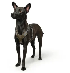 Online Mixed Aalborg læder hundesele XS-S grøn/grå hals 40-50 cm - komfort og kvalitet Hvalpeseler - Bløde Justerbare Seler Der Giver Din Hvalp Tryghed Og Støtte På Turen|Hundeseler Til Alle Behov Og Hundestørrelser