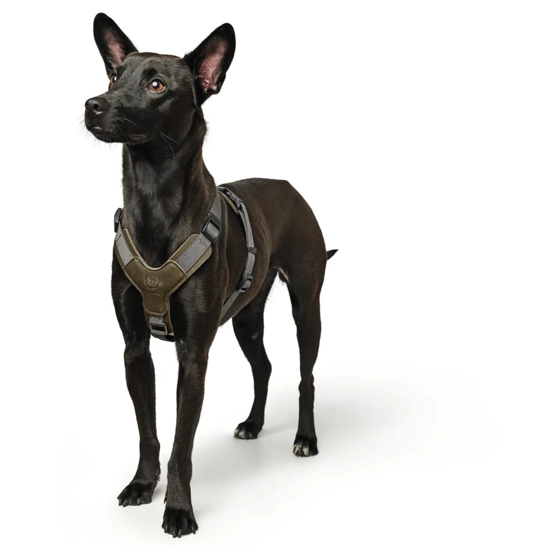Online Mixed Aalborg læder hundesele XS-S grøn/grå hals 40-50 cm - komfort og kvalitet Hvalpeseler - Bløde Justerbare Seler Der Giver Din Hvalp Tryghed Og Støtte På Turen|Hundeseler Til Alle Behov Og Hundestørrelser