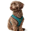 Best NY Hilo Comfort hundesele XXS turkis mave/bryst 31-33 cm - Ultralet komfort til små hunde Hvalpeseler - Bløde Justerbare Seler Der Giver Din Hvalp Tryghed Og Støtte På Turen|Hundeseler Til Alle Behov Og Hundestørrelser