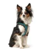 New NY Hilo Comfort hundesele XXS-XS turkis mave/bryst 33-36 cm - Fleksibel let pasform til små hunde Hvalpeseler - Bløde Justerbare Seler Der Giver Din Hvalp Tryghed Og Støtte På Turen|Hundeseler Til Alle Behov Og Hundestørrelser