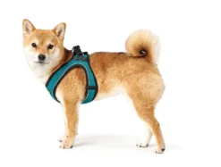 Best NY Hilo Comfort hundesele XS-S turkis mave/bryst 40-46 cm - Fleksibel komfort til små hunde Hvalpeseler - Bløde Justerbare Seler Der Giver Din Hvalp Tryghed Og Støtte På Turen|Hundeseler Til Alle Behov Og Hundestørrelser