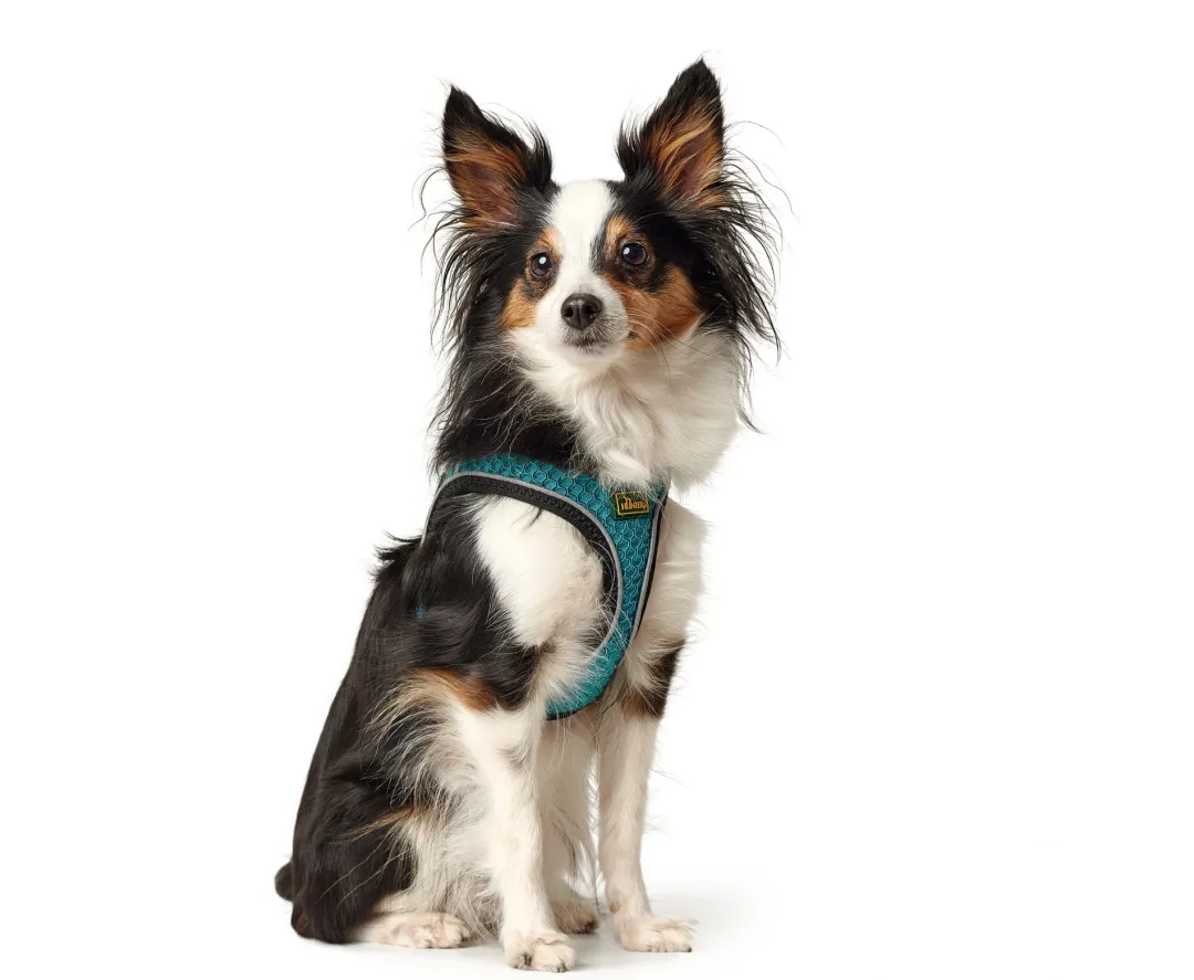 Best NY Hilo Comfort hundesele XS-S turkis mave/bryst 40-46 cm - Fleksibel komfort til små hunde Hvalpeseler - Bløde Justerbare Seler Der Giver Din Hvalp Tryghed Og Støtte På Turen|Hundeseler Til Alle Behov Og Hundestørrelser