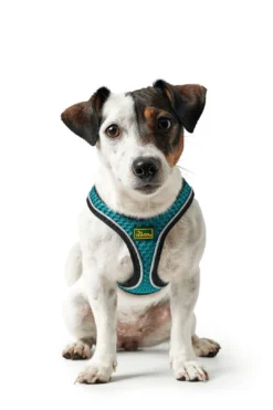 Best NY Hilo Comfort hundesele XS-S turkis mave/bryst 40-46 cm - Fleksibel komfort til små hunde Hvalpeseler - Bløde Justerbare Seler Der Giver Din Hvalp Tryghed Og Støtte På Turen|Hundeseler Til Alle Behov Og Hundestørrelser