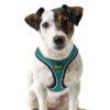 Sale NY Hilo Comfort hundesele S turkis mave/bryst 46-52 cm - Let komfort og stabil pasform Hvalpeseler - Bløde Justerbare Seler Der Giver Din Hvalp Tryghed Og Støtte På Turen|Hundeseler Til Alle Behov Og Hundestørrelser