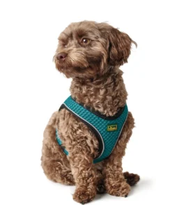 Sale NY Hilo Comfort hundesele S turkis mave/bryst 46-52 cm - Let komfort og stabil pasform Hvalpeseler - Bløde Justerbare Seler Der Giver Din Hvalp Tryghed Og Støtte På Turen|Hundeseler Til Alle Behov Og Hundestørrelser