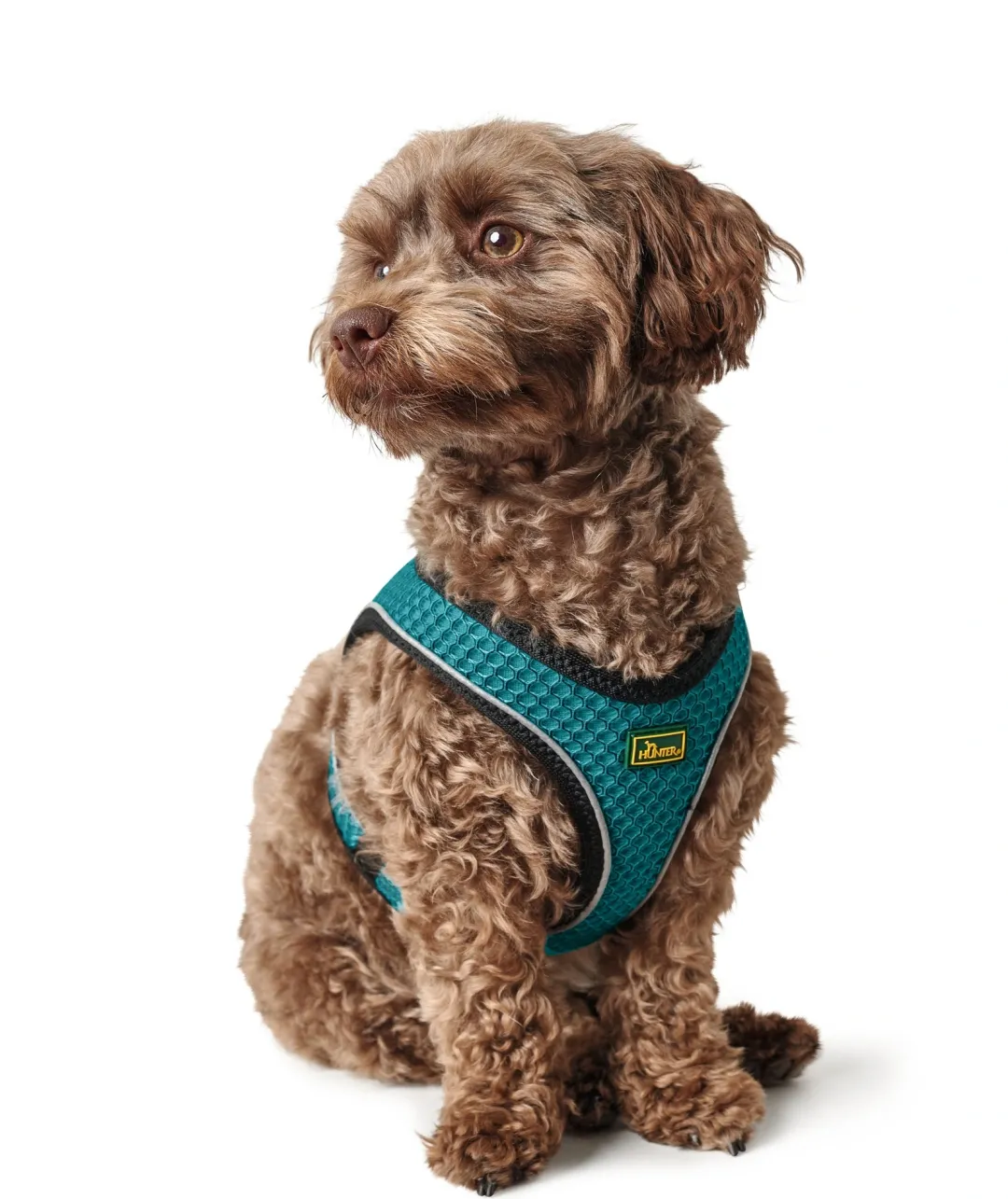 Sale NY Hilo Comfort hundesele S turkis mave/bryst 46-52 cm - Let komfort og stabil pasform Hvalpeseler - Bløde Justerbare Seler Der Giver Din Hvalp Tryghed Og Støtte På Turen|Hundeseler Til Alle Behov Og Hundestørrelser