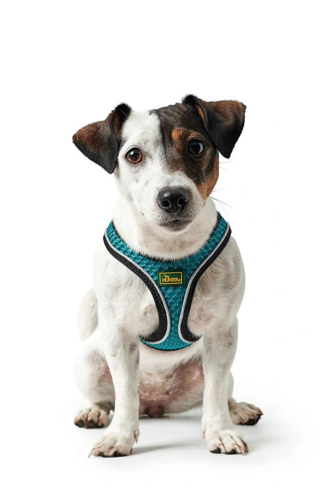 Online NY Hilo Comfort hundesele S-M turkis mave/bryst 52-58 cm - Fleksibel komfort og støtte Hvalpeseler - Bløde Justerbare Seler Der Giver Din Hvalp Tryghed Og Støtte På Turen|Hundeseler Til Alle Behov Og Hundestørrelser
