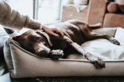 Ortho Merida hundeseng Small 50x35 cm Taupe Hundesenge Og Kurve Til Hunde - Bløde Og Komfortable|Sovepladser Til Hvalpe - Hundesenge, Kølemåtter Og Trygge Hvilesteder