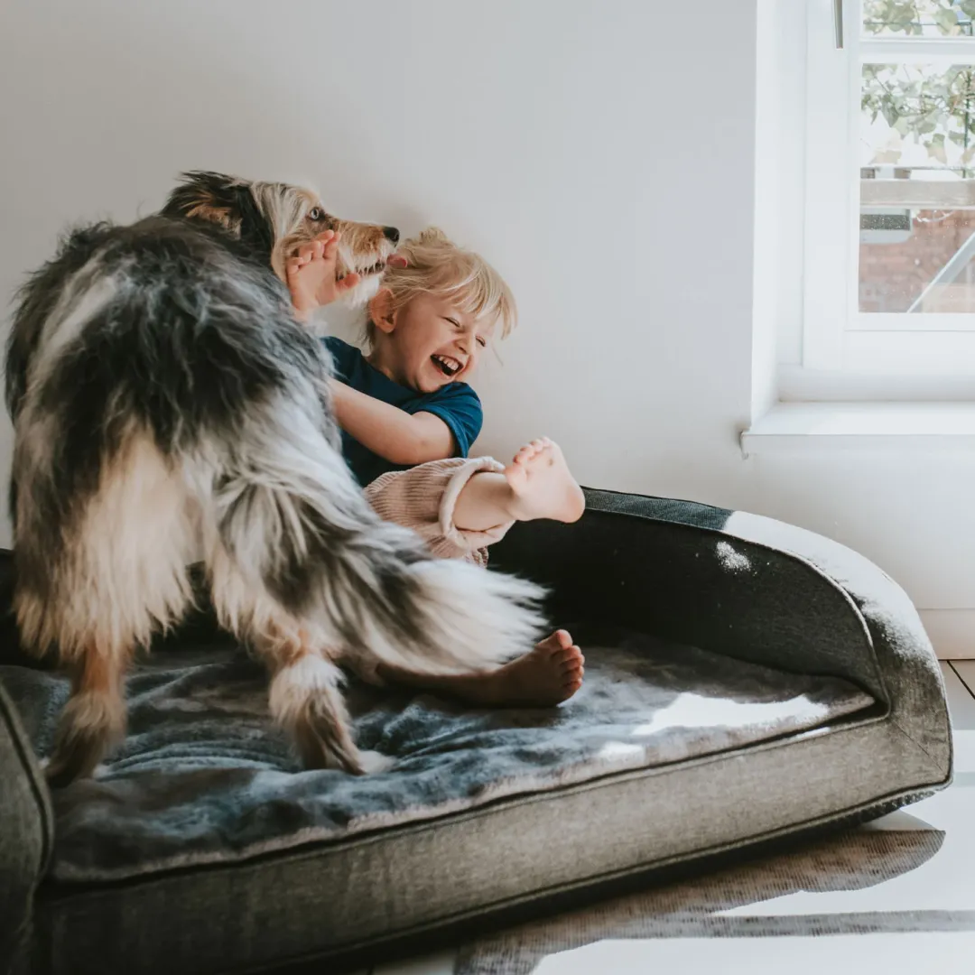 Outlet ortopædisk hundesofa Livingston Medium 80 x 60 cm Antracit Hundesenge Og Kurve Til Hunde - Bløde Og Komfortable|Sovepladser Til Hvalpe - Hundesenge, Kølemåtter Og Trygge Hvilesteder