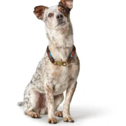 Oss Halsbånd 65 Brun - let og komfortabelt hundehalsbånd Hvalpehalsbånd - Bløde Og Sikre Halsbånd Med Perfekt Pasform Til Din Hvalp|Hundehalsbånd Med Stil - Komfort Og Sikkerhed Til Din Hund