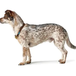 Sale Oss Halsbånd 60 Brun - slidstærkt halsbånd til hunde Hvalpehalsbånd - Bløde Og Sikre Halsbånd Med Perfekt Pasform Til Din Hvalp|Hundehalsbånd Med Stil - Komfort Og Sikkerhed Til Din Hund