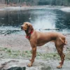 Clearance Oss Halsbånd 65 Rød - blødt hundehalsbånd i neopren Hvalpehalsbånd - Bløde Og Sikre Halsbånd Med Perfekt Pasform Til Din Hvalp|Hundehalsbånd Med Stil - Komfort Og Sikkerhed Til Din Hund