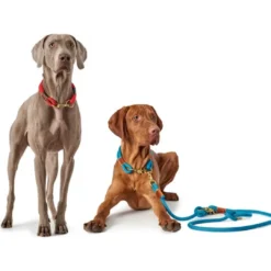 Clearance Oss Halsbånd 65 Rød - blødt hundehalsbånd i neopren Hvalpehalsbånd - Bløde Og Sikre Halsbånd Med Perfekt Pasform Til Din Hvalp|Hundehalsbånd Med Stil - Komfort Og Sikkerhed Til Din Hund