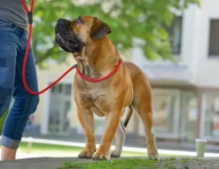 Outlet Retriever hundesnor Freestyle sort 8 mm 120 cm Hundesnor I Mange Varianter Og Materialer|Hundesnor Til Hvalpe