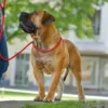 Discount Retriever hundesnor Freestyle i sort 10 mm 120 cm Hundesnor I Mange Varianter Og Materialer|Hundesnor Til Hvalpe