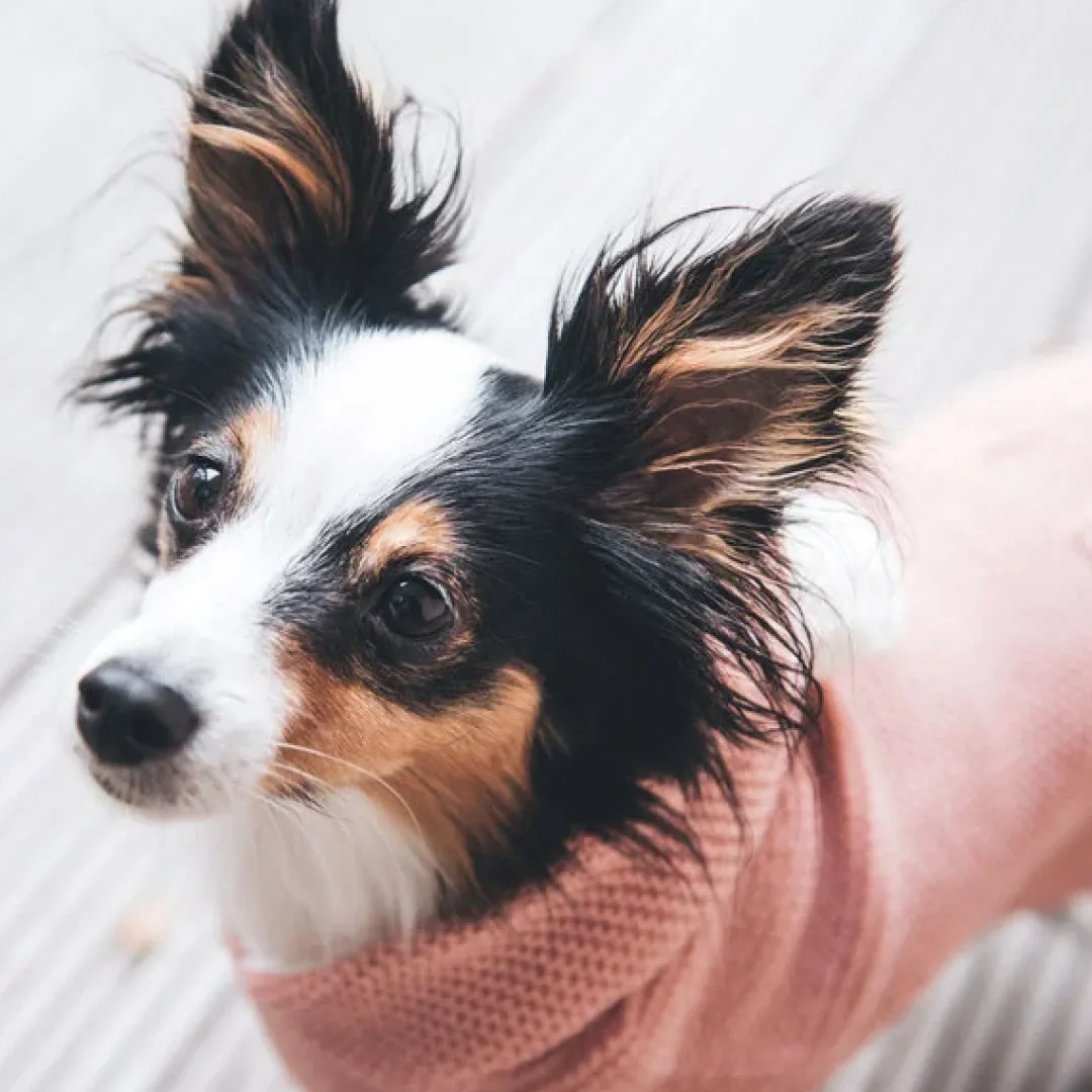 Hot Röglatrøje 25 Rosa Hundetøj Til Hvalpe - Varme Dækkener Og Sko Til Trygge Gåture|Hundetøj Til Alle Hunde Med Varme Dækkener Og Sko