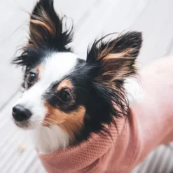 Röglatrøje 35 Rosa Hundetøj Til Hvalpe - Varme Dækkener Og Sko Til Trygge Gåture|Hundetøj Til Alle Hunde Med Varme Dækkener Og Sko