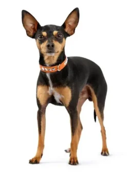 Online Rocky Petit halsbånd str.24 Pink - 17-21 cm Hvalpehalsbånd - Bløde Og Sikre Halsbånd Med Perfekt Pasform Til Din Hvalp|Hundehalsbånd Med Stil - Komfort Og Sikkerhed Til Din Hund
