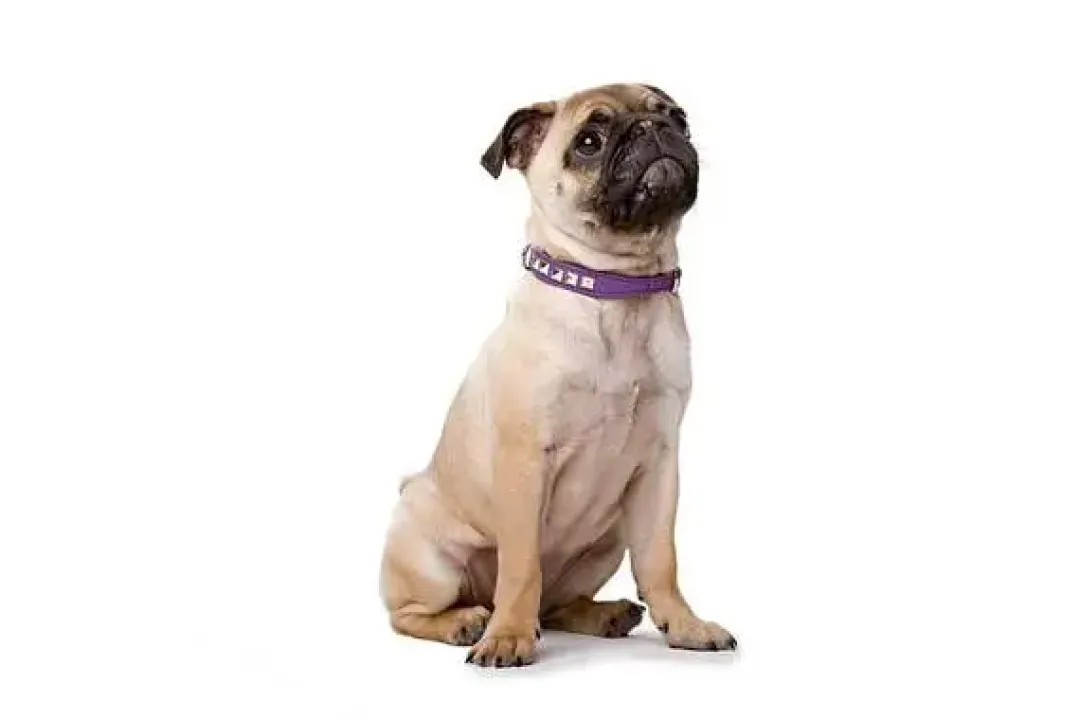 Online Rocky Petit halsbånd str.24 Pink - 17-21 cm Hvalpehalsbånd - Bløde Og Sikre Halsbånd Med Perfekt Pasform Til Din Hvalp|Hundehalsbånd Med Stil - Komfort Og Sikkerhed Til Din Hund