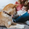 Outlet rundsyet okselæder halsbånd brun 40 - justering 33-37 cm - skånsom komfort til mellemstore hunde Hvalpehalsbånd - Bløde Og Sikre Halsbånd Med Perfekt Pasform Til Din Hvalp|Hundehalsbånd Med Stil - Komfort Og Sikkerhed Til Din Hund