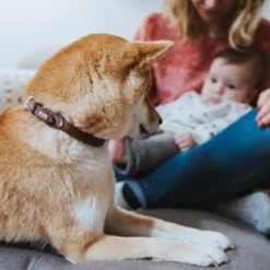 Outlet rundsyet okselæder halsbånd brun 40 - justering 33-37 cm - skånsom komfort til mellemstore hunde Hvalpehalsbånd - Bløde Og Sikre Halsbånd Med Perfekt Pasform Til Din Hvalp|Hundehalsbånd Med Stil - Komfort Og Sikkerhed Til Din Hund