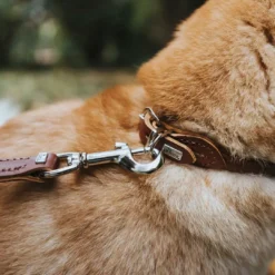 Online rundsyet okselæder halsbånd brun 35 cm - justering 28-32 cm Hvalpehalsbånd - Bløde Og Sikre Halsbånd Med Perfekt Pasform Til Din Hvalp|Hundehalsbånd Med Stil - Komfort Og Sikkerhed Til Din Hund