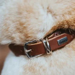 Online rundsyet okselæder halsbånd brun 35 cm - justering 28-32 cm Hvalpehalsbånd - Bløde Og Sikre Halsbånd Med Perfekt Pasform Til Din Hvalp|Hundehalsbånd Med Stil - Komfort Og Sikkerhed Til Din Hund