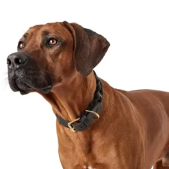 Sansibar Solid 35 Hundehalsbånd i læder - 24-30 cm Hvalpehalsbånd - Bløde Og Sikre Halsbånd Med Perfekt Pasform Til Din Hvalp|Hundehalsbånd Med Stil - Komfort Og Sikkerhed Til Din Hund