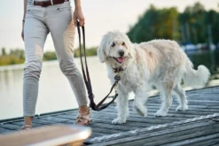Outlet Sansibar Solid 45 Hundehalsbånd i læder - 34-40 cm Hvalpehalsbånd - Bløde Og Sikre Halsbånd Med Perfekt Pasform Til Din Hvalp|Hundehalsbånd Med Stil - Komfort Og Sikkerhed Til Din Hund