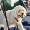 Sale Sansibar Solid 55 Hundehalsbånd i læder - 43-49 cm Hvalpehalsbånd - Bløde Og Sikre Halsbånd Med Perfekt Pasform Til Din Hvalp|Hundehalsbånd Med Stil - Komfort Og Sikkerhed Til Din Hund
