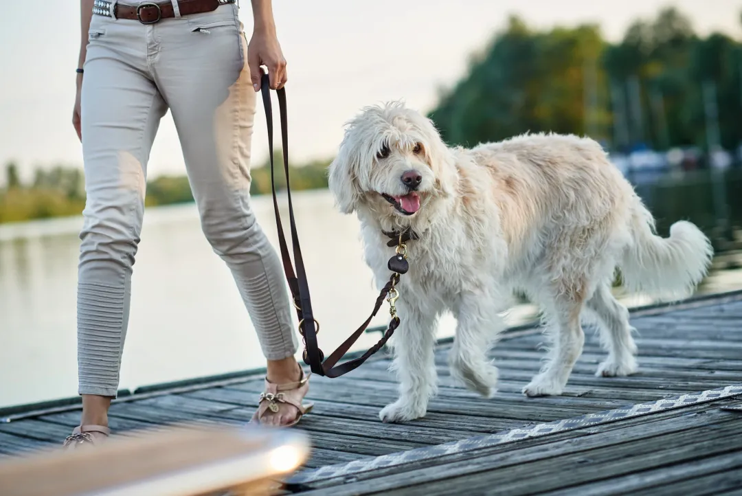 Sale Sansibar Solid 55 Hundehalsbånd i læder - 43-49 cm Hvalpehalsbånd - Bløde Og Sikre Halsbånd Med Perfekt Pasform Til Din Hvalp|Hundehalsbånd Med Stil - Komfort Og Sikkerhed Til Din Hund
