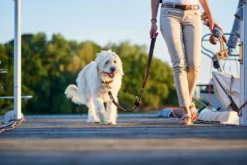 Sale Sansibar Solid 55 Hundehalsbånd i læder - 43-49 cm Hvalpehalsbånd - Bløde Og Sikre Halsbånd Med Perfekt Pasform Til Din Hvalp|Hundehalsbånd Med Stil - Komfort Og Sikkerhed Til Din Hund
