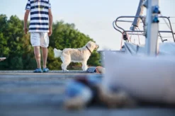 Sale Sansibar Solid 55 Hundehalsbånd i læder - 43-49 cm Hvalpehalsbånd - Bløde Og Sikre Halsbånd Med Perfekt Pasform Til Din Hvalp|Hundehalsbånd Med Stil - Komfort Og Sikkerhed Til Din Hund