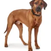 Sansibar Solid 65 Hundehalsbånd i læder - 52-59 cm Hvalpehalsbånd - Bløde Og Sikre Halsbånd Med Perfekt Pasform Til Din Hvalp|Hundehalsbånd Med Stil - Komfort Og Sikkerhed Til Din Hund