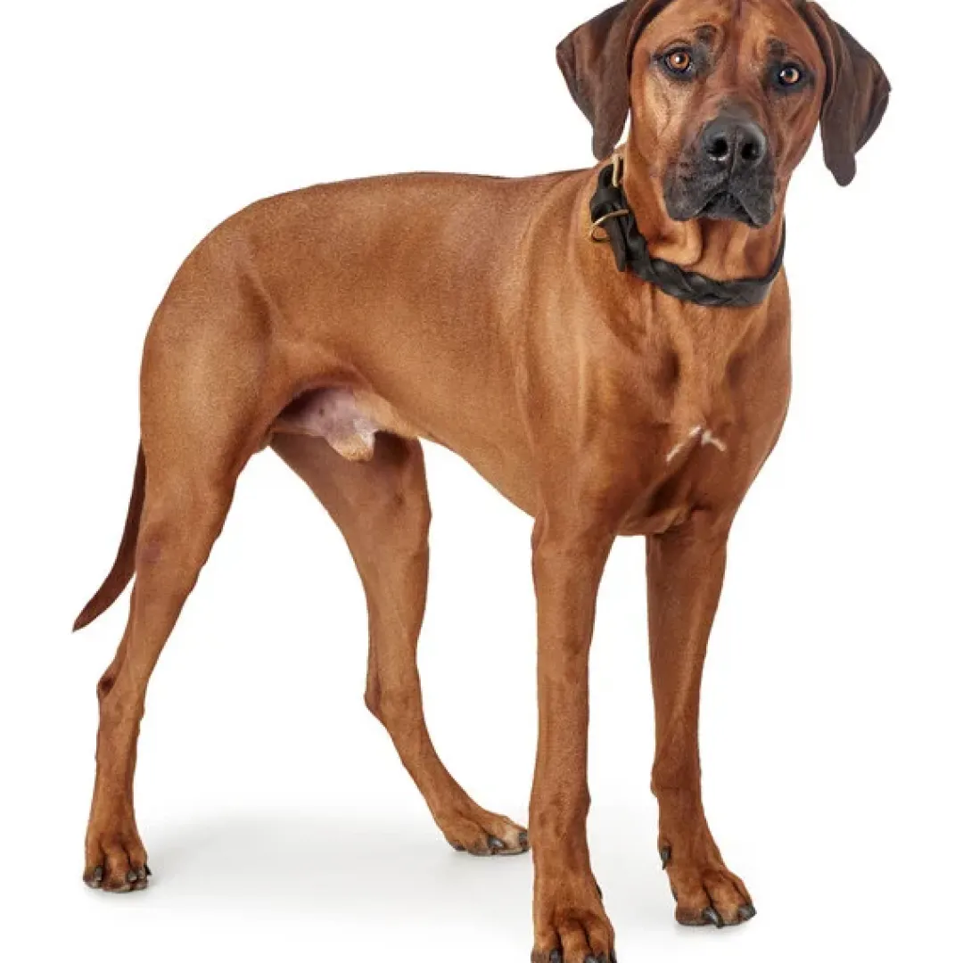 Sansibar Solid 65 Hundehalsbånd i læder - 52-59 cm Hvalpehalsbånd - Bløde Og Sikre Halsbånd Med Perfekt Pasform Til Din Hvalp|Hundehalsbånd Med Stil - Komfort Og Sikkerhed Til Din Hund