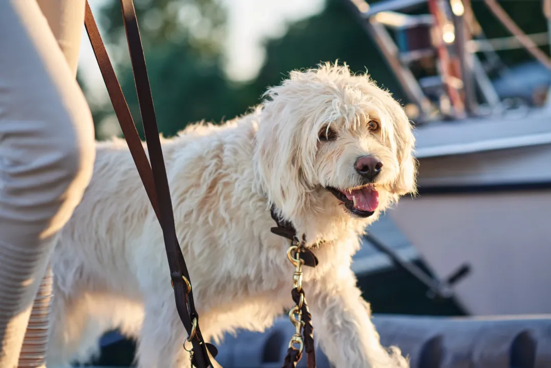 Sansibar Solid 65 Hundehalsbånd i læder - 52-59 cm Hvalpehalsbånd - Bløde Og Sikre Halsbånd Med Perfekt Pasform Til Din Hvalp|Hundehalsbånd Med Stil - Komfort Og Sikkerhed Til Din Hund