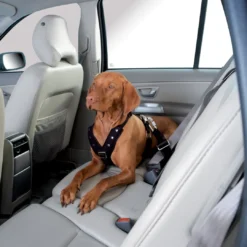 Sale Sikkerhedssele Sort S Transport Og Adgang Til Hvalpe - Tryg Og Nem Hverdag|Transport Og Adgang For Hunde - Tryg Og Nem Hverdag