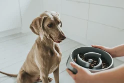 Outlet Slow Feeding 900 ml Grå Hundeskåle Til Mad Og Drikke Der Passer Til Din Hunds Behov|Hundeskåle Til Hvalpe - Praktisk, Sikker Og Nem Spisetid