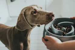 Outlet Slow Feeding 900 ml Grå Hundeskåle Til Mad Og Drikke Der Passer Til Din Hunds Behov|Hundeskåle Til Hvalpe - Praktisk, Sikker Og Nem Spisetid