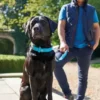 Sale Softie hundehalsbånd 55 cm sort - 42-50 cm indstilling Hvalpehalsbånd - Bløde Og Sikre Halsbånd Med Perfekt Pasform Til Din Hvalp|Hundehalsbånd Med Stil - Komfort Og Sikkerhed Til Din Hund