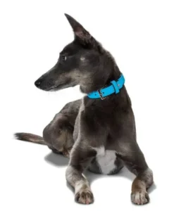 Sale Softie hundehalsbånd 55 cm sort - 42-50 cm indstilling Hvalpehalsbånd - Bløde Og Sikre Halsbånd Med Perfekt Pasform Til Din Hvalp|Hundehalsbånd Med Stil - Komfort Og Sikkerhed Til Din Hund