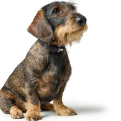 New Soho Mini Hundehalsbånd Sort 14-18 cm Hvalpehalsbånd - Bløde Og Sikre Halsbånd Med Perfekt Pasform Til Din Hvalp|Hundehalsbånd Med Stil - Komfort Og Sikkerhed Til Din Hund