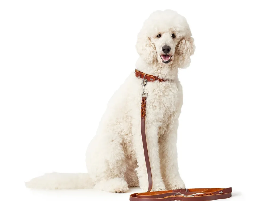 Outlet Solid Education Line 18/250 Cognac Hundesnor I Mange Varianter Og Materialer|Hundesnor Til Hvalpe