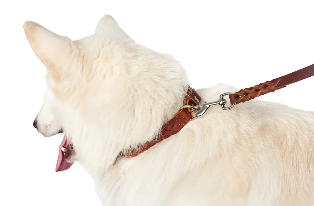 Outlet Solid Education Line 18/250 Cognac Hundesnor I Mange Varianter Og Materialer|Hundesnor Til Hvalpe