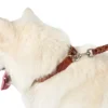 Discount Solid Education Line 13/200 Cognac Hundesnor I Mange Varianter Og Materialer|Hundesnor Til Hvalpe